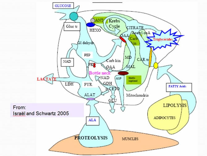 Cancer is a metabolic disease