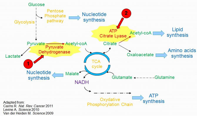 Metabolic Pathways Activated in Cancer
