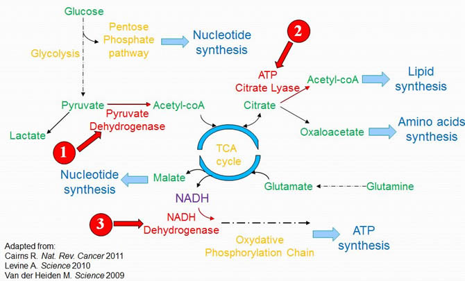 Metabolic Pathways Activated in Cancer