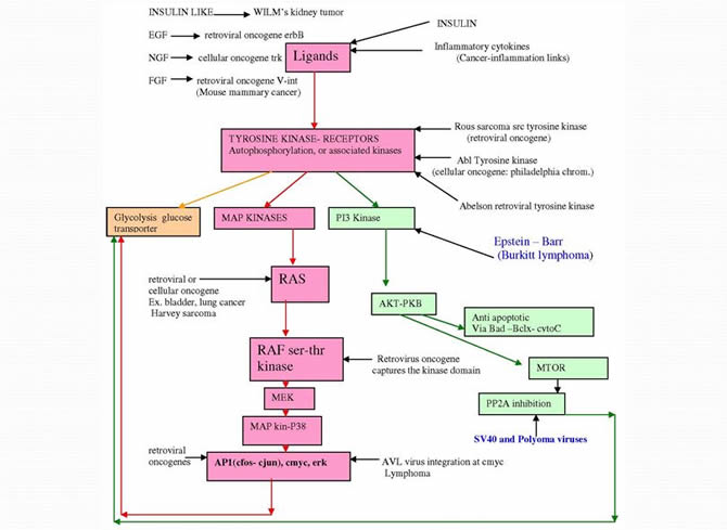 Links between oncogenes and metabolism